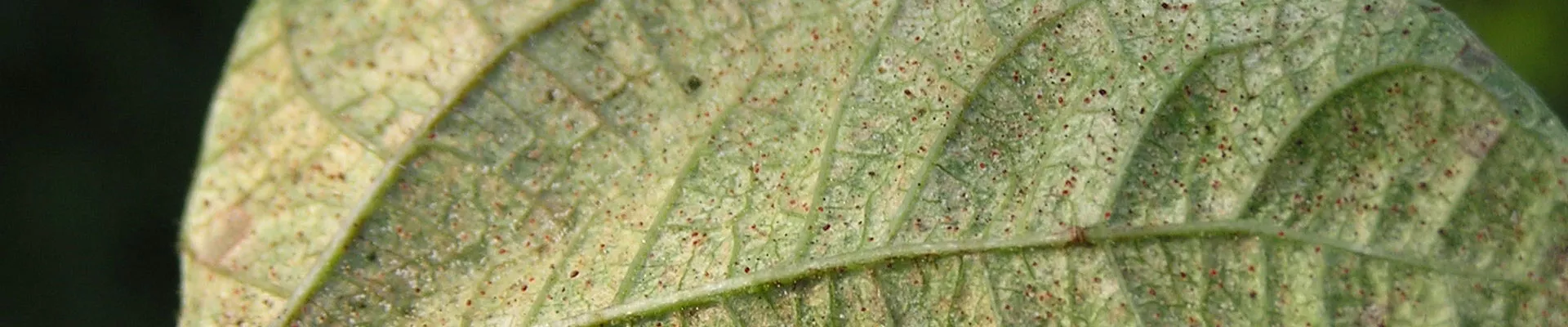 Spider mite - Pests & Diseases