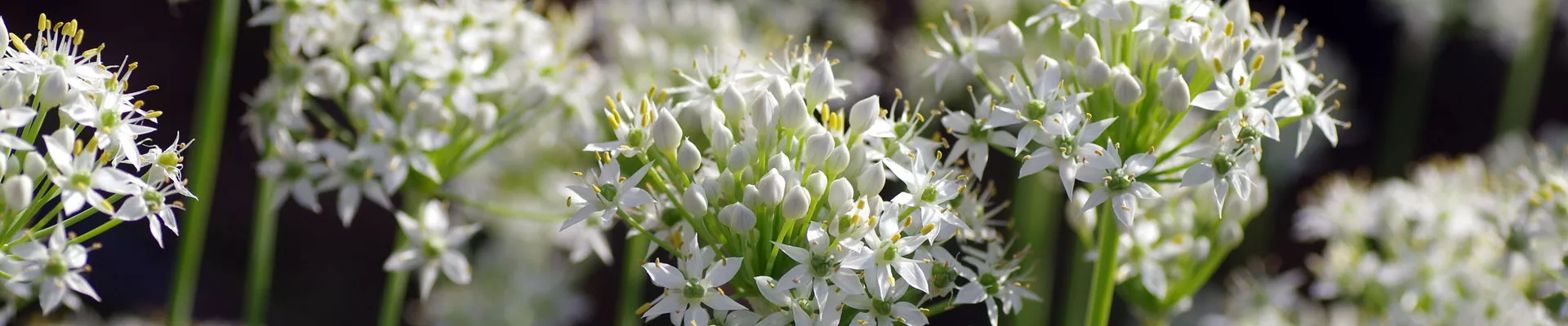 How to grow garlic chives