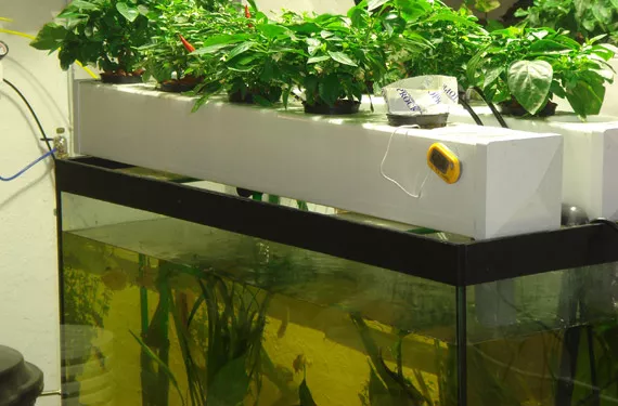 Growing with aquaponics