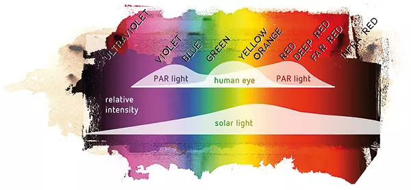 LEDs for plant production