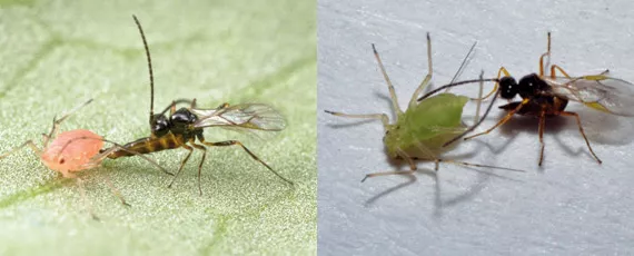 Parasitic wasps: Part 2 - Pests & Diseases