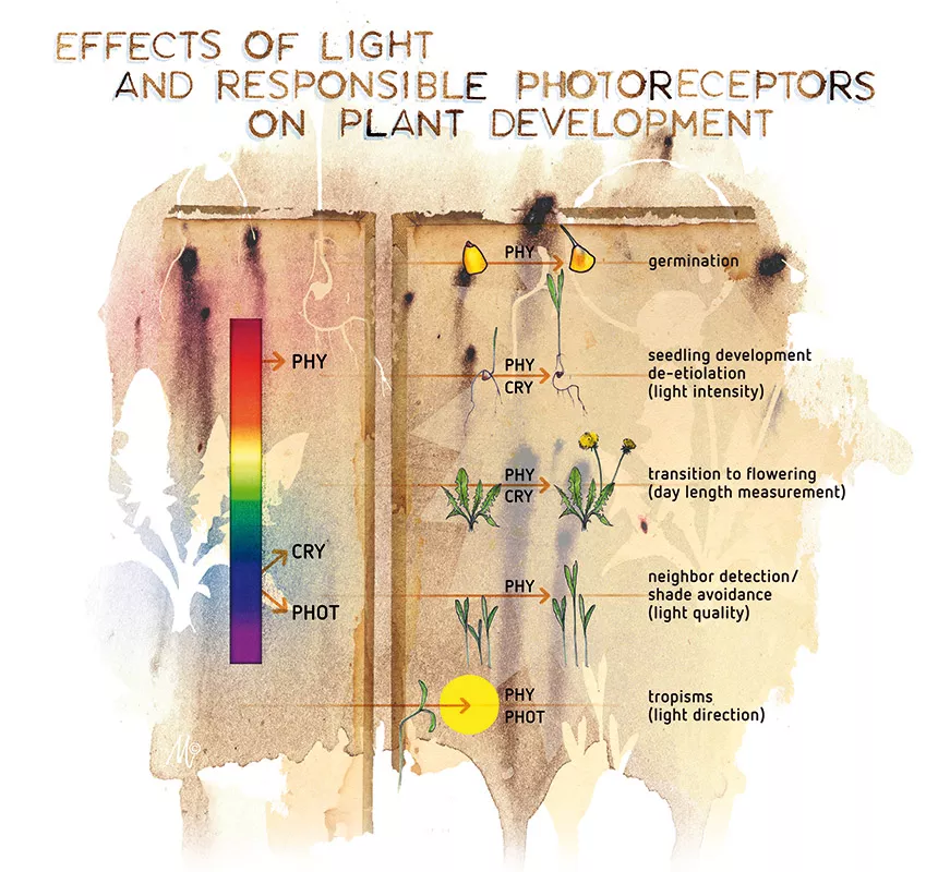 The effect of light spectrum on plant development - Part 1