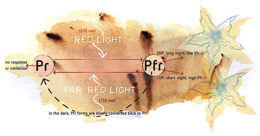 The effect of light spectrum on plant development - Part 2