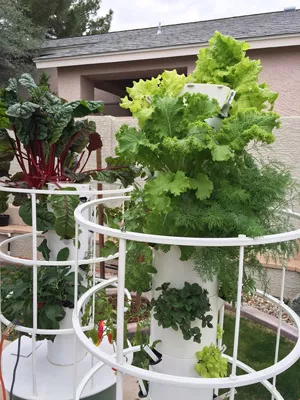 Hydroponics for beginners