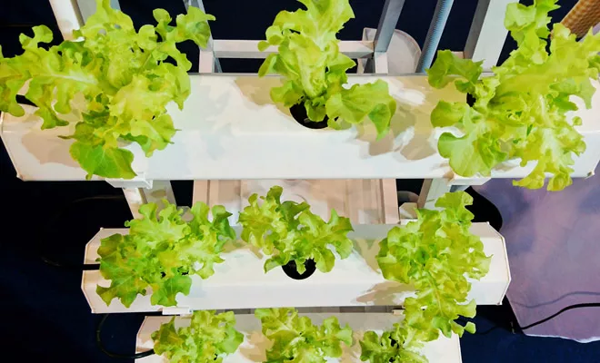 Hydroponics: The nutrient film technique (NFT)