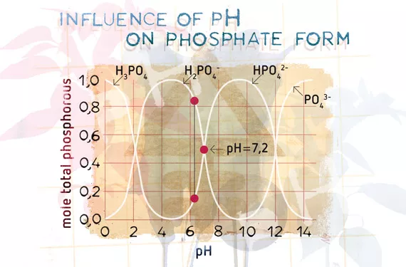 Phosphorus: A complicated story