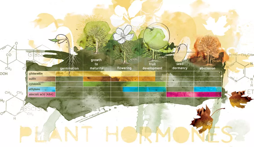 Plant growth regulators - Part 1