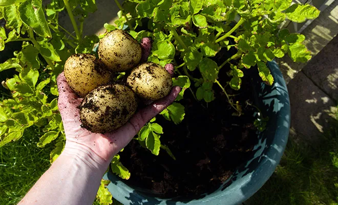 Grow it yourself: Potato