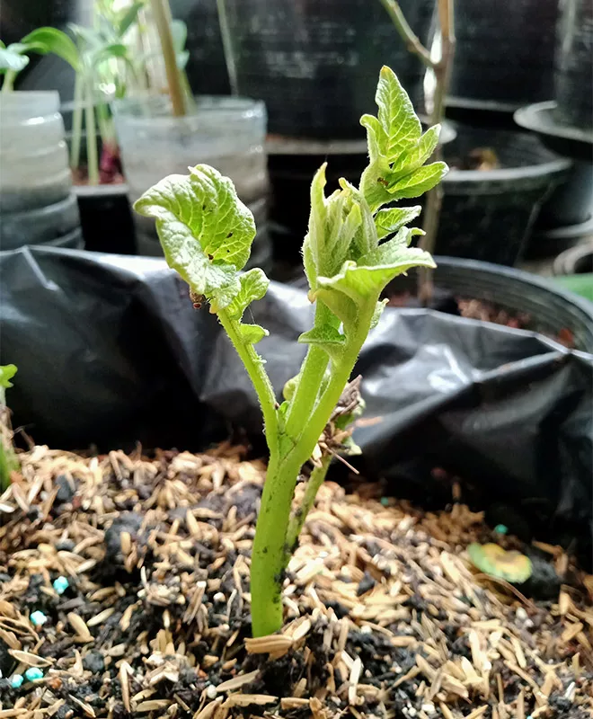 Grow it yourself: Potato