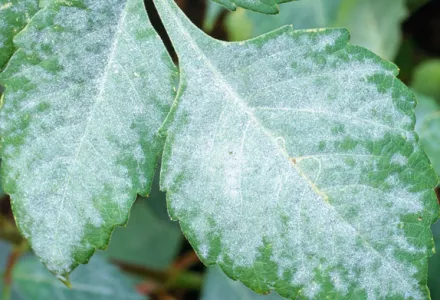 Oidium and Mildew - Pests & Diseases