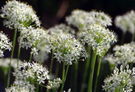 How to grow garlic chives