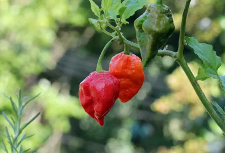 Grow it yourself: Ghost Pepper