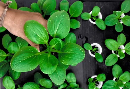 Hydroponics for beginners