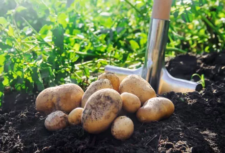 Grow it yourself: Potato