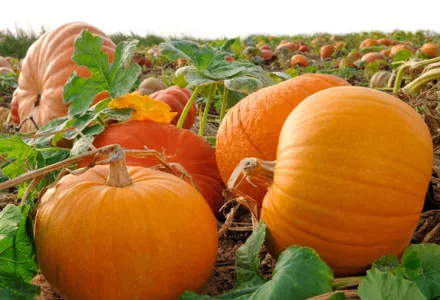 Grow it yourself: Pumpkin